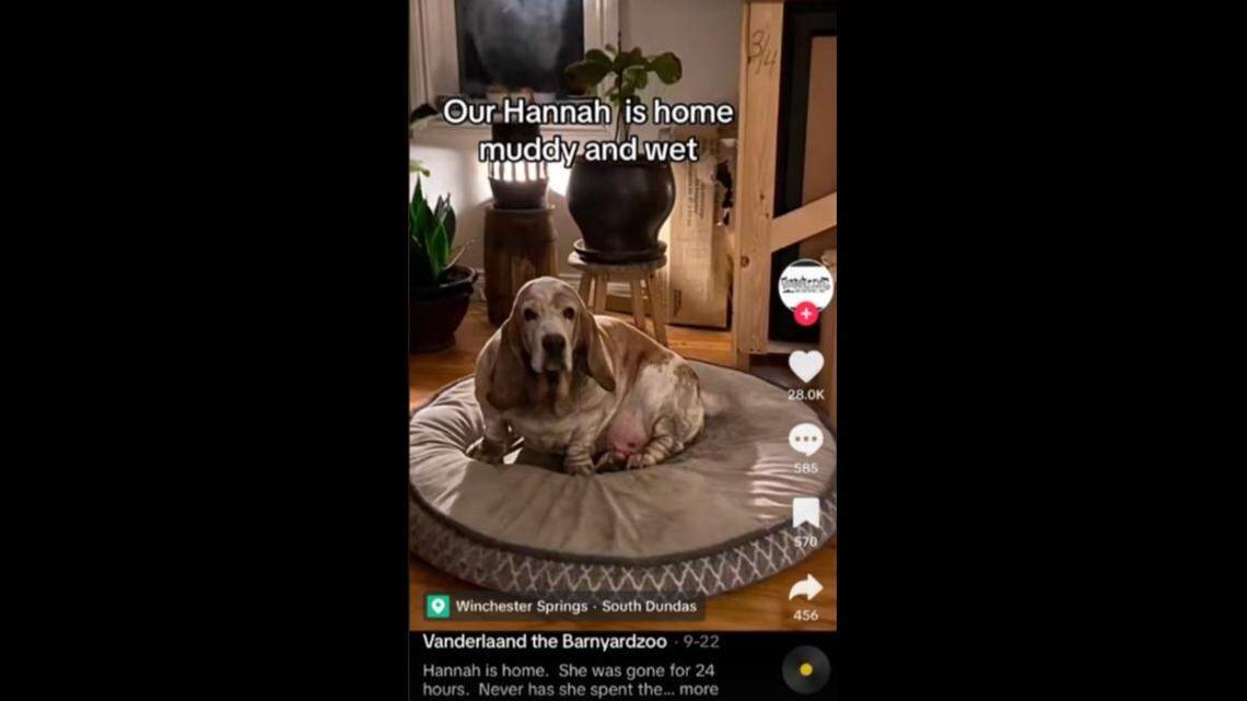 A 10-year-old Basset Hound named Hannah was missing for a day before being rescued.