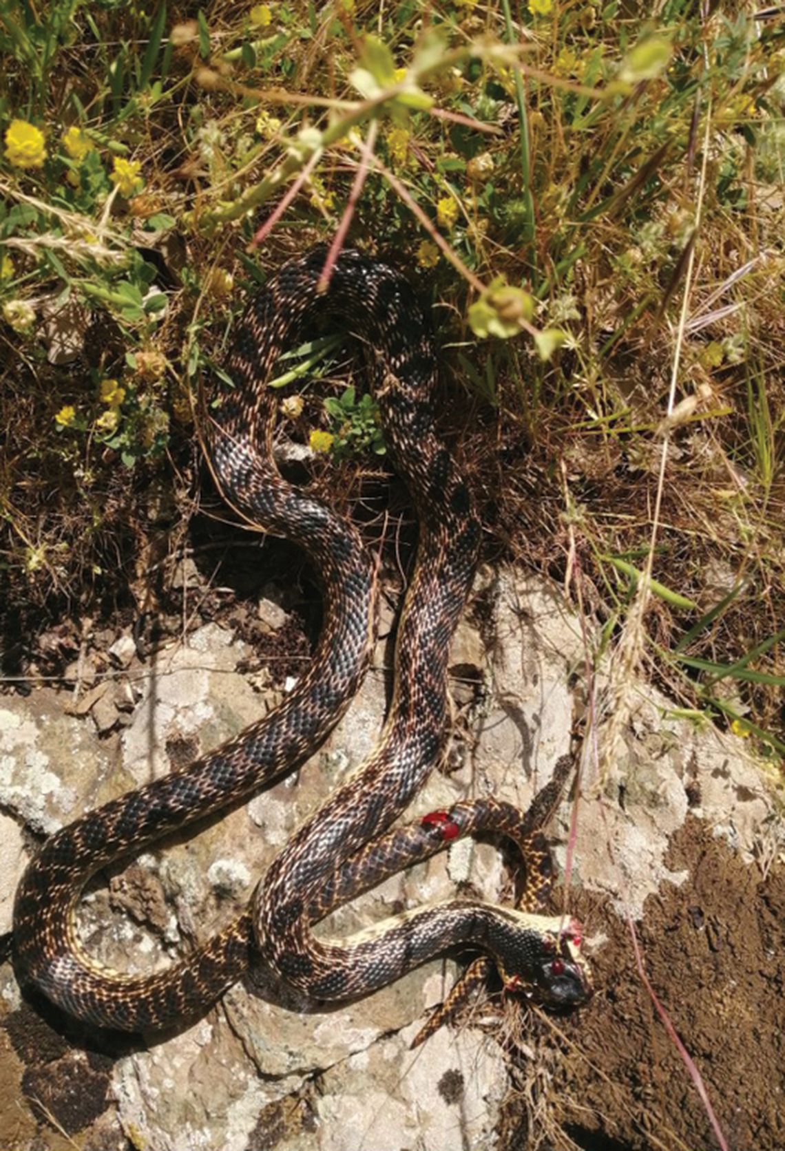 The Urartian rat snake “stands as one of the rarely observed snake species,” researchers said.