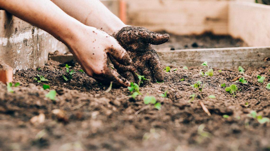 Doctors said gardening without gloves likely led to the woman’s near-deadly infection, according to a medical case report.