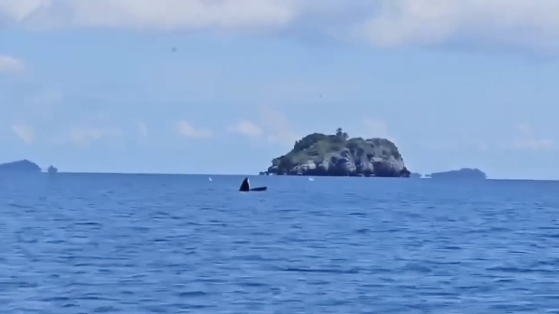 Rarely seen Bryde’s whales were recently recorded off the coast of Thailand, video footage shows.