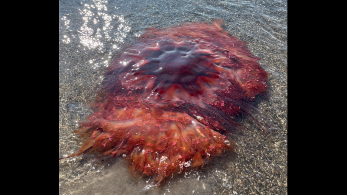 The creature was 5-feet wide, much larger than a typical lion’s mane jellyfish