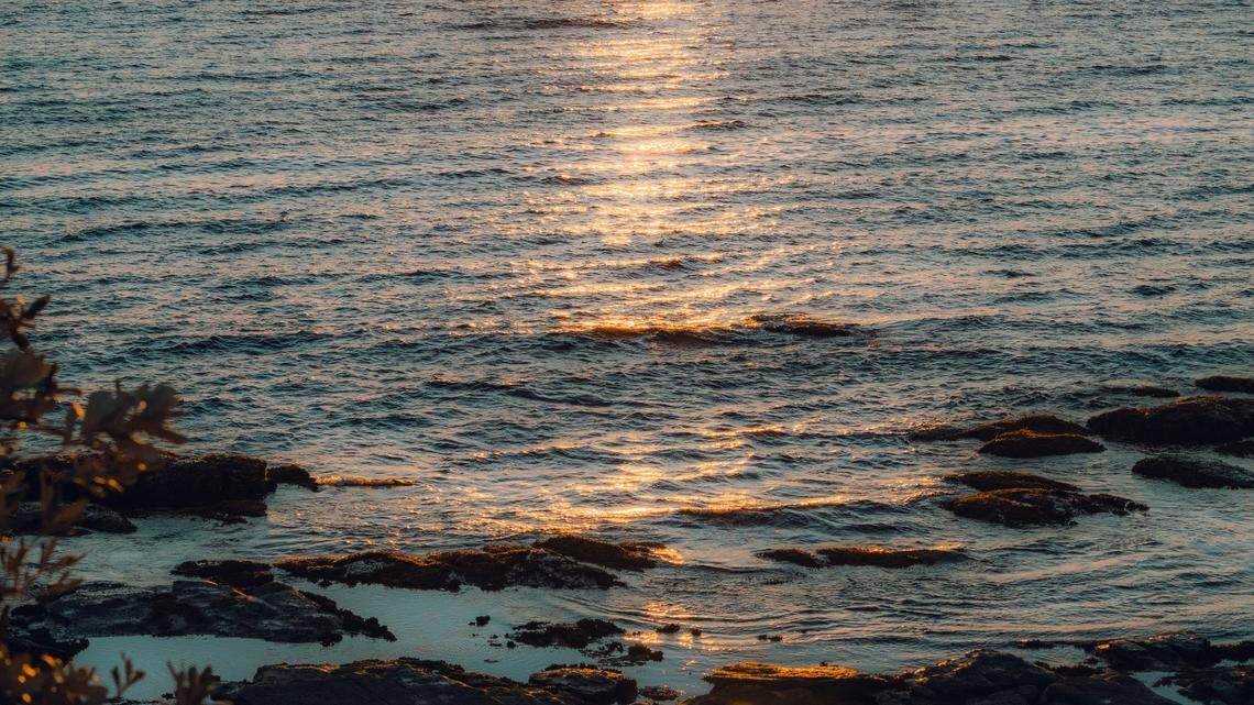 An orca calf — less than a day old — recently surfaced off the coast of Australia, making for a rare sighting.