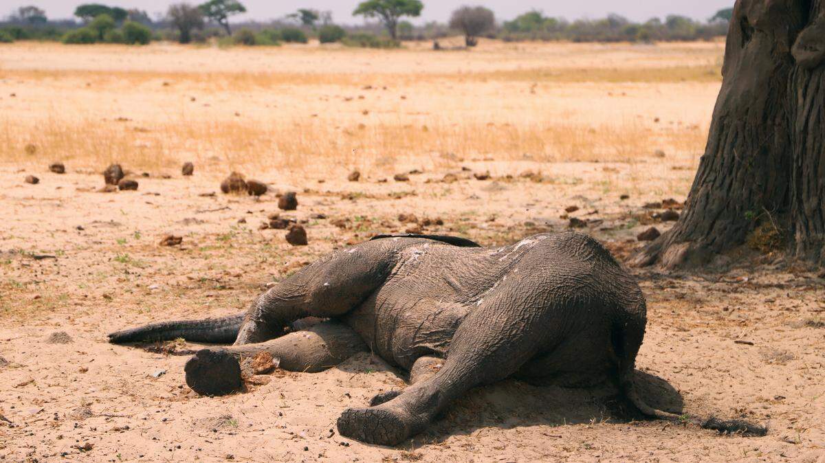 Dozens of African elephants mysteriously died in Zimbabwe in 2020. Now, researchers have determined their cause of death, according to a new study. (AP Photo)