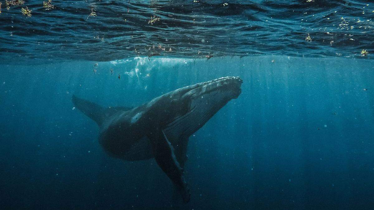 A whale was recorded “singing his heart out” off the Turks and Caicos islands, video footage shows.