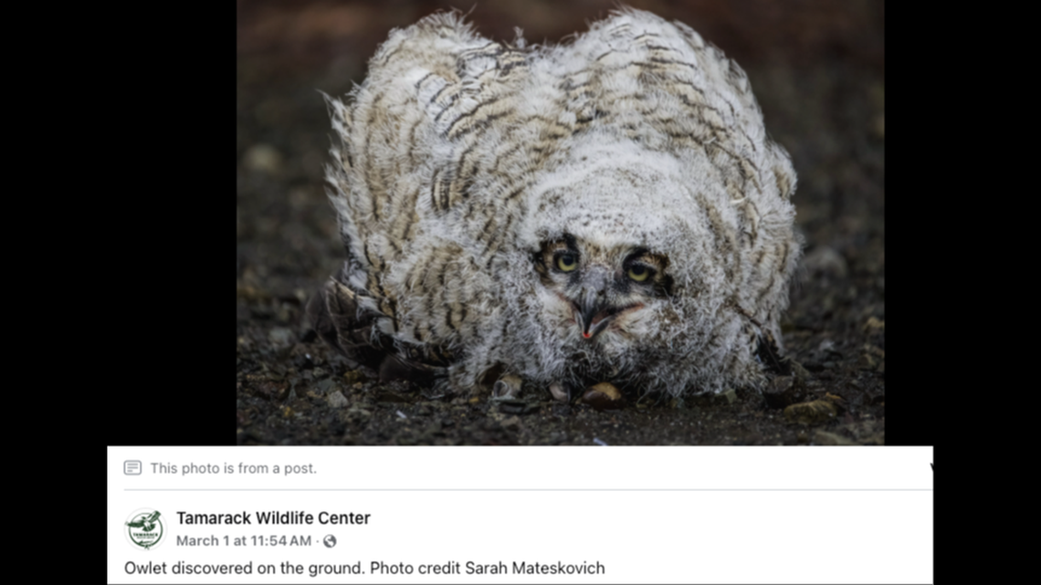 The owlet will not be returned to her nest, officials said.