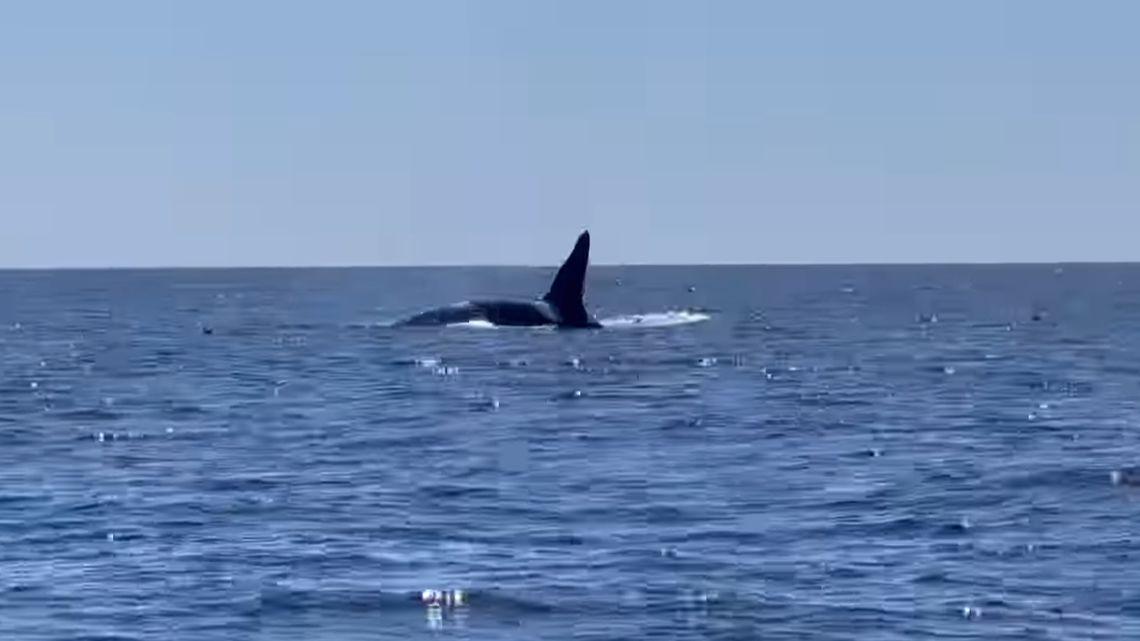 Old Thom is the only orca that has been seen repeatedly by experts in North Atlantic waters.