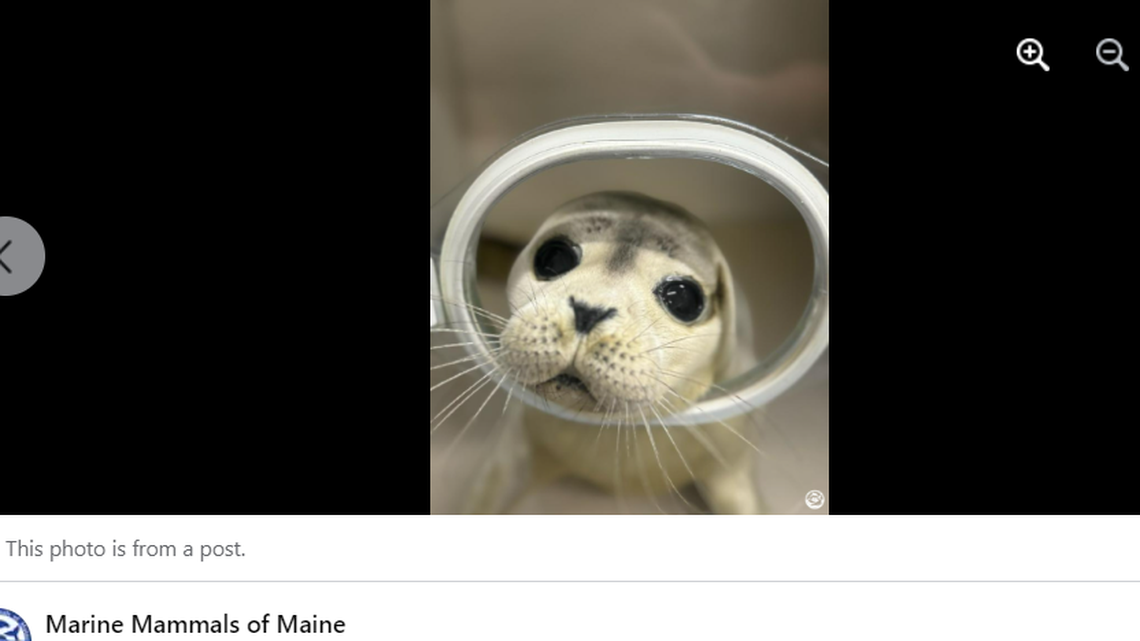 The little one is making strides after getting care from the staff at Marine Mammals of Maine.