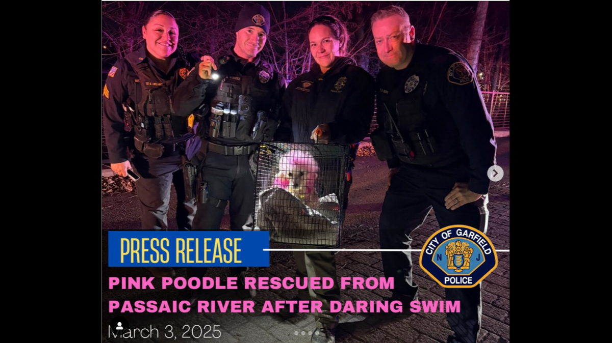 Police and firefighters rescued a pink poodle that evaded capture by jumping into a frigid New Jersey river.
