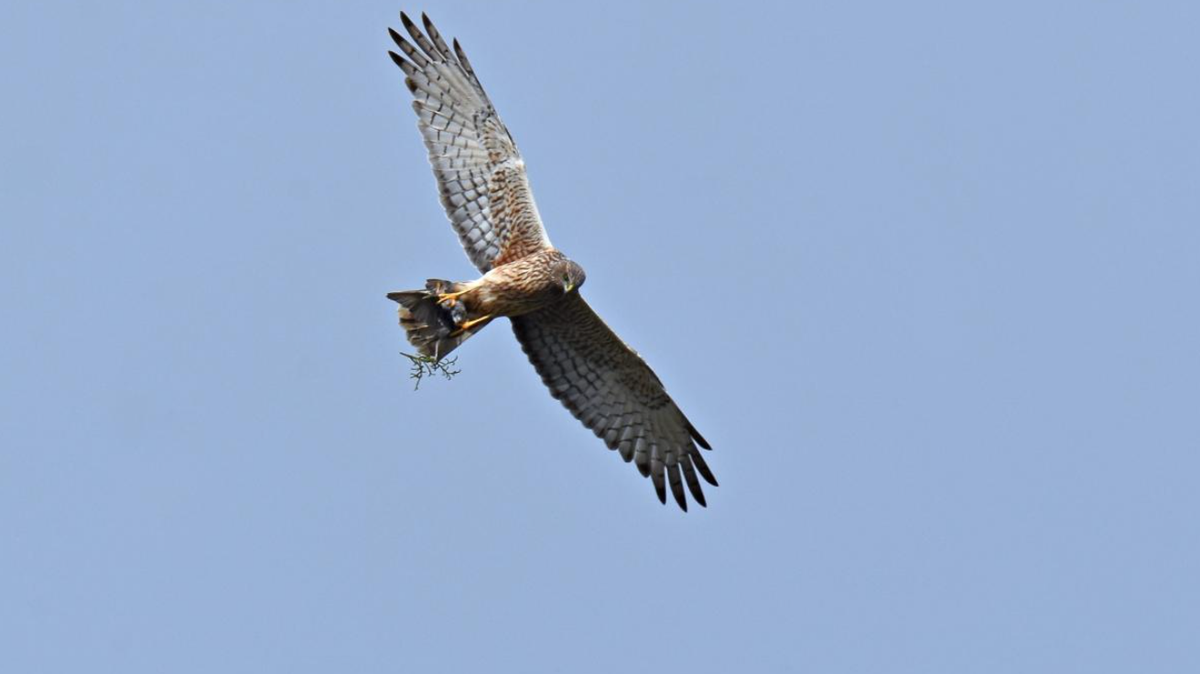 Researchers discovered a new species of nematode while studying dead hawks in New Zealand, according to a new study.