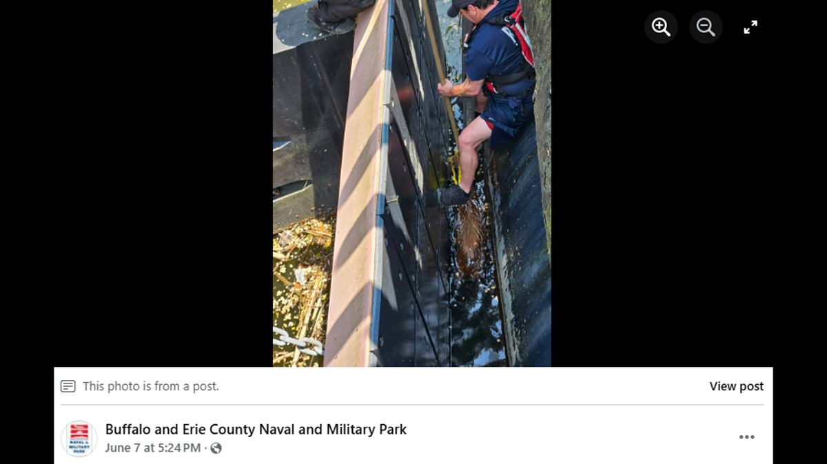 A deer was rescued from the water at the Buffalo and Erie County Naval and Military Park in New York.