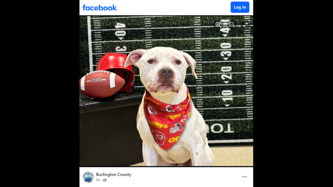 The 10-year-old pit bull terrier mix was the New Jersey shelter’s longest resident, according to the county.