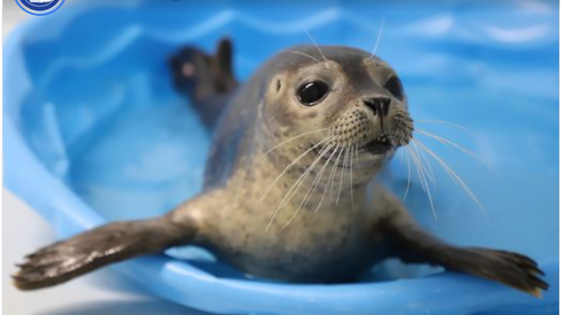 The little patient has spent weeks in recovery and is showing major improvement.