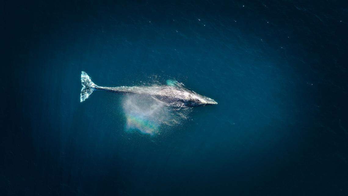 Whale urine helps move nutrients thousands of miles across the ocean in a “conveyer belt,” according to a new study.