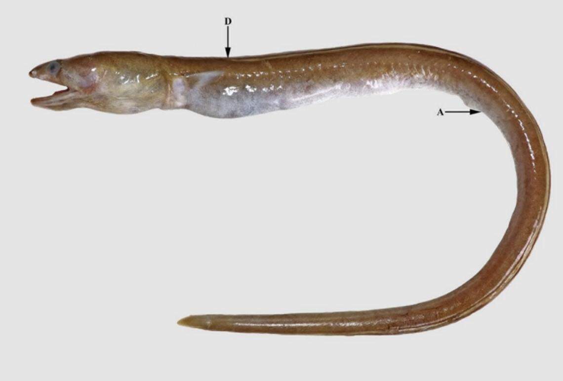 Five specimens were captured off the coast of India, according to the study.