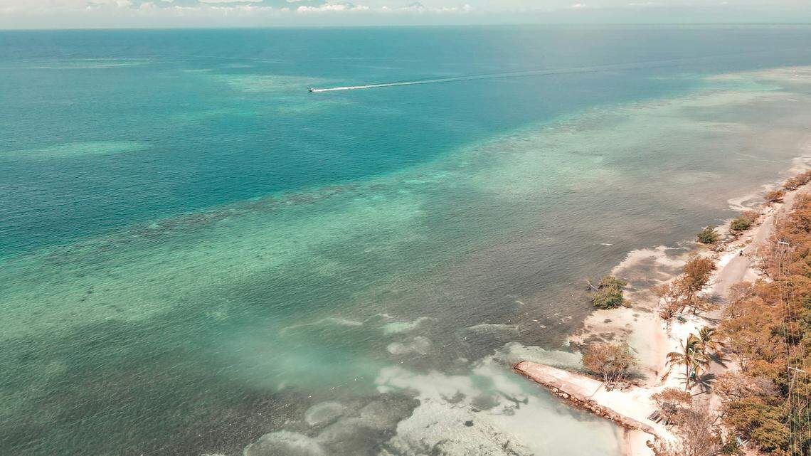 A rare pygmy sperm whale stranded on a beach in Honduras after swallowing a plastic bag, according to a conservation group.