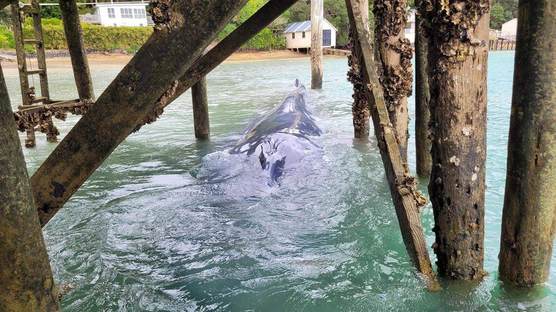 A pygmy blue whale was rescued after it became wedged underneath a wharf in New Zealand, officials said.
