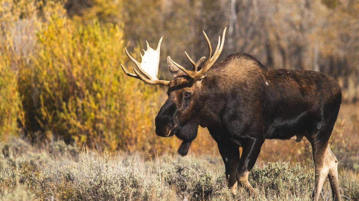 A hiking trail in New York has been shut down for weeks after a moose acting strangely refused to leave, officials said.