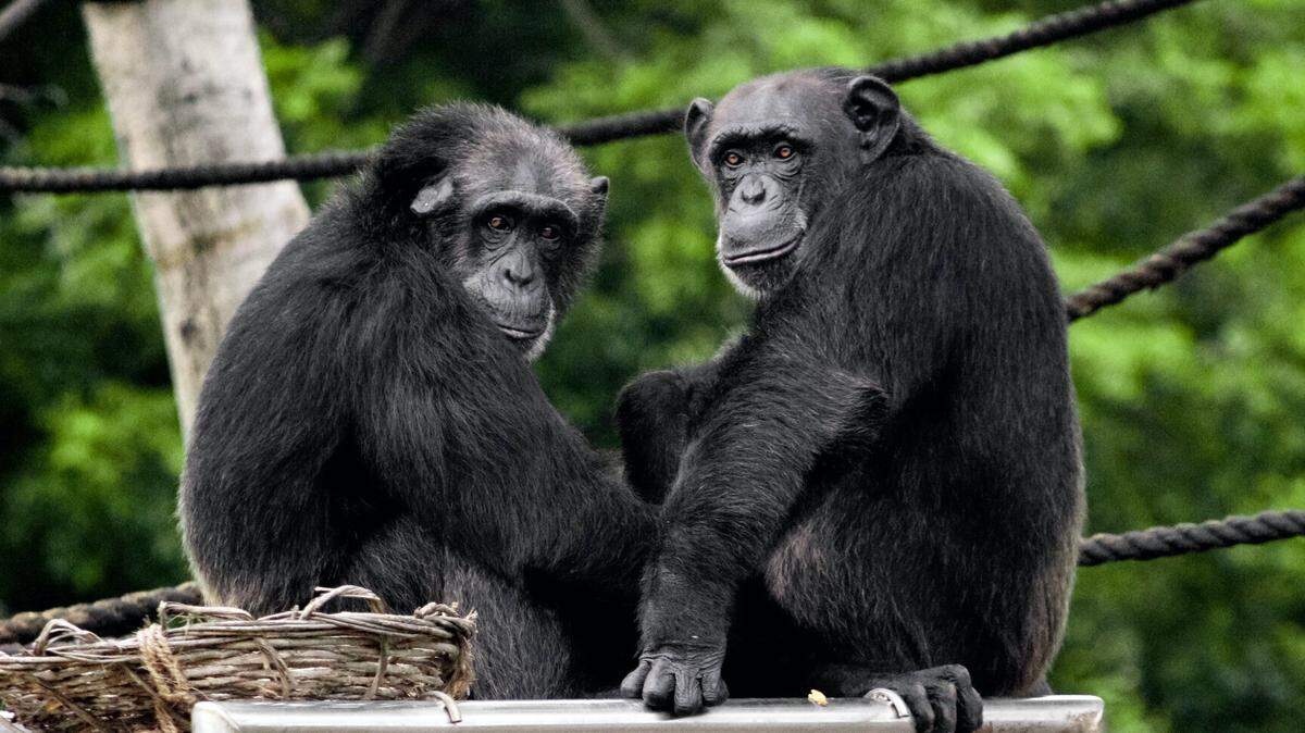 In the study, researchers found that chimps and bonobos remembered the faces of group mates for decades.