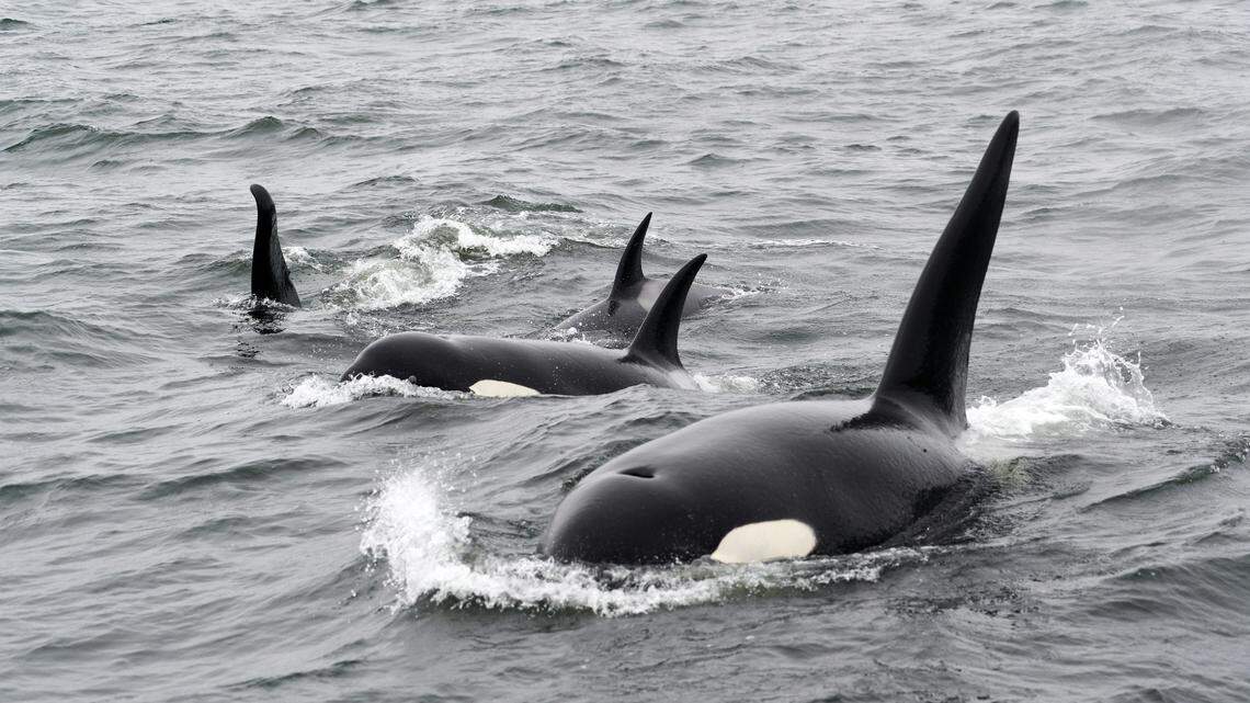 The bizarre phenomenon of killer whales attacking boats now has an explanation, according to a new report from experts.