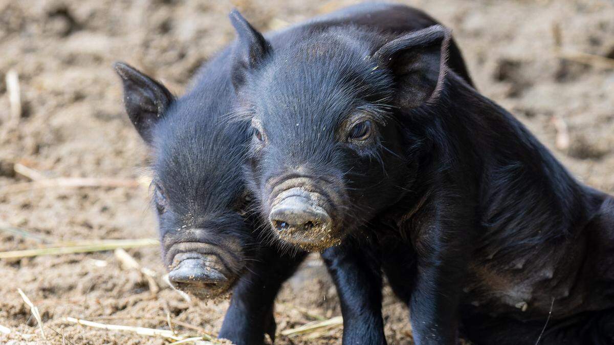 The piglets are the first litter to be born at the zoo in over two years, staff said.