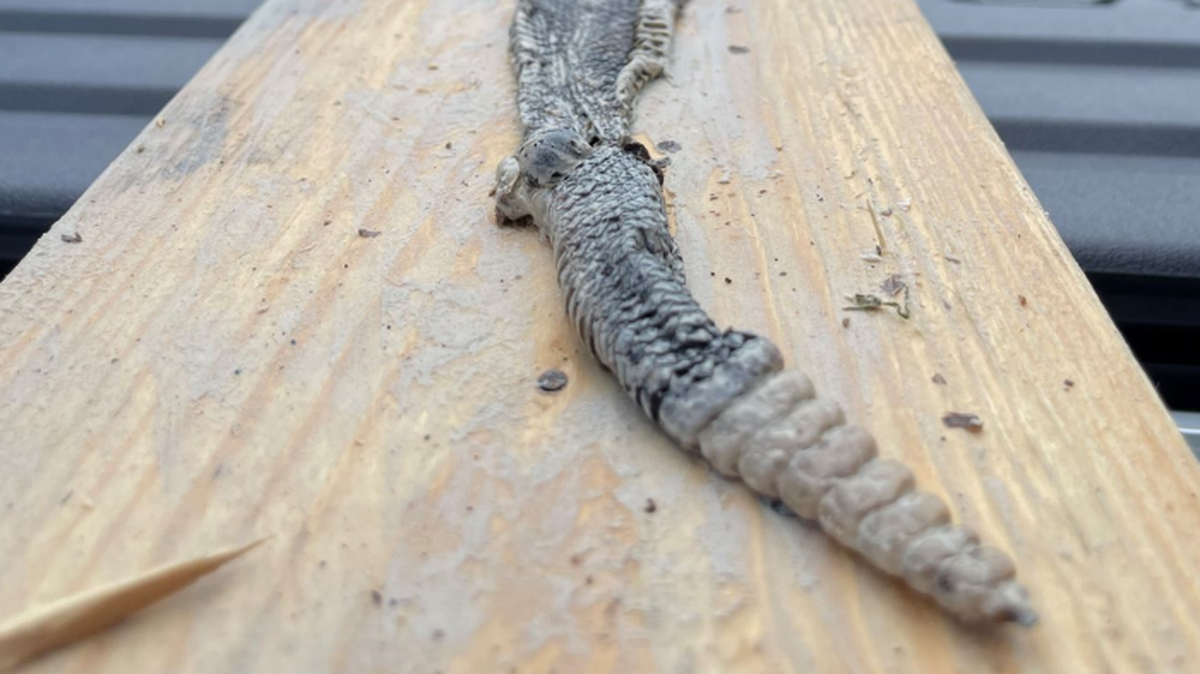 A timber rattlesnake was illegally shot and killed in Hancock, New York, police said. The reptile was then skinned.