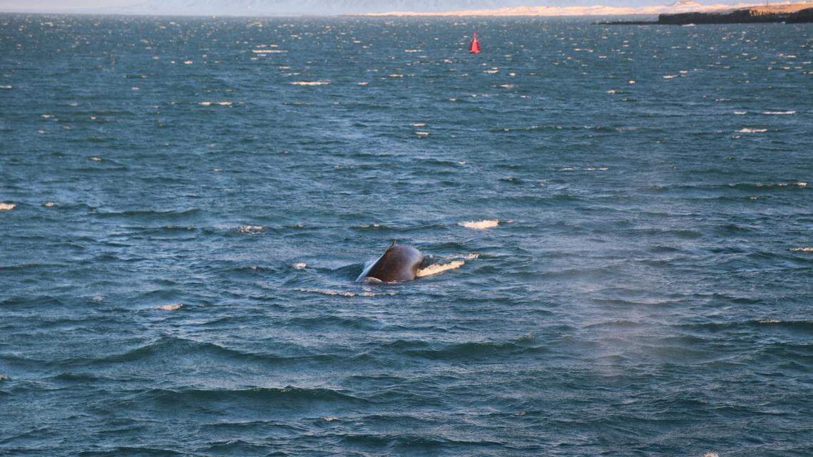 Whale entanglements on the West Coast reached a 6-year high in 2024, according to recently released data.