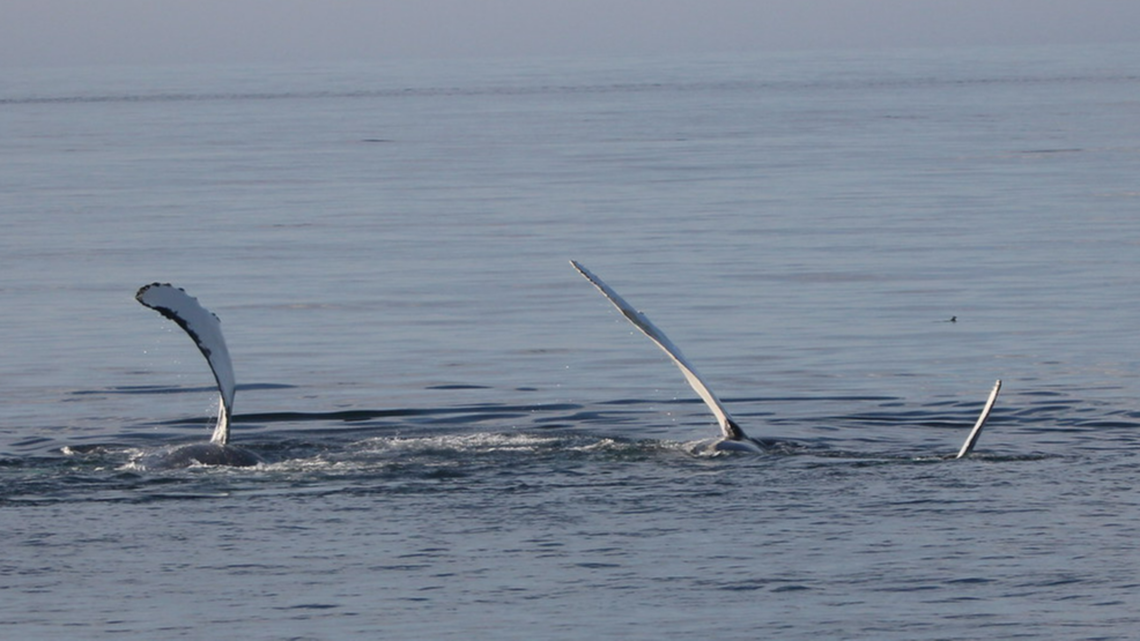 The unusually large pod of whale was exhibiting a variety of behaviors, including slapping their pectoral fins, photos show.