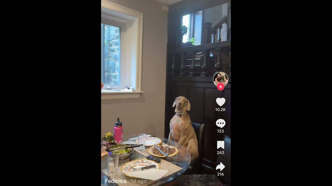 Grayson the dog has gone viral for his human-like habits.