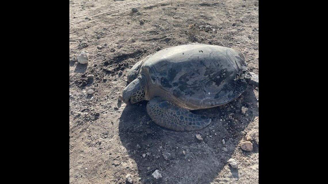 Good Samaritans called the FWC’s wildlife hotline to report the turtle found far from home.