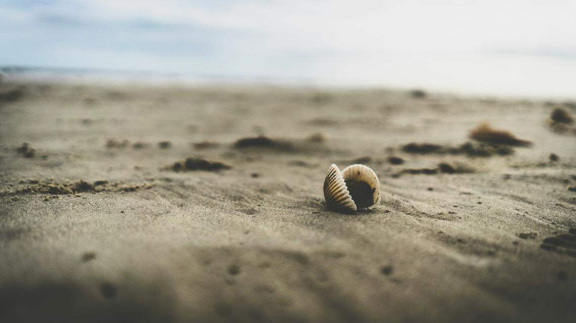 A juvenile sand tiger shark was discovered to have been stabbed on a beach in Marshfield, Massachusetts, a biologist shared.