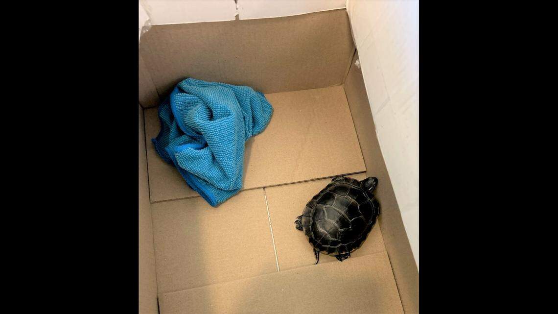 A traveler pulled a live turtle from his pants at an airport security checkpoint, officials said.