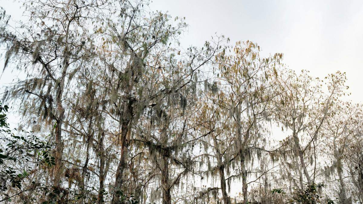 A man was killed by a bear in southwest Florida near the Big Cypress Wildlife Management Area, the FWC said.