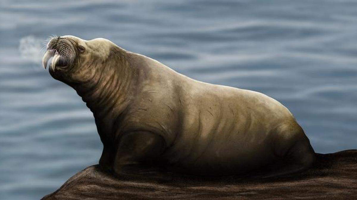 An extinct walrus-like species was recently discovered using fossils found in the U.K., according to a new study.