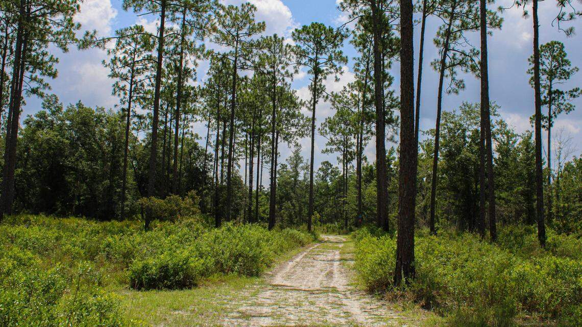 Biologists tracked down a nest containing three Florida panther kittens to conduct a health assessment and implant microchips.