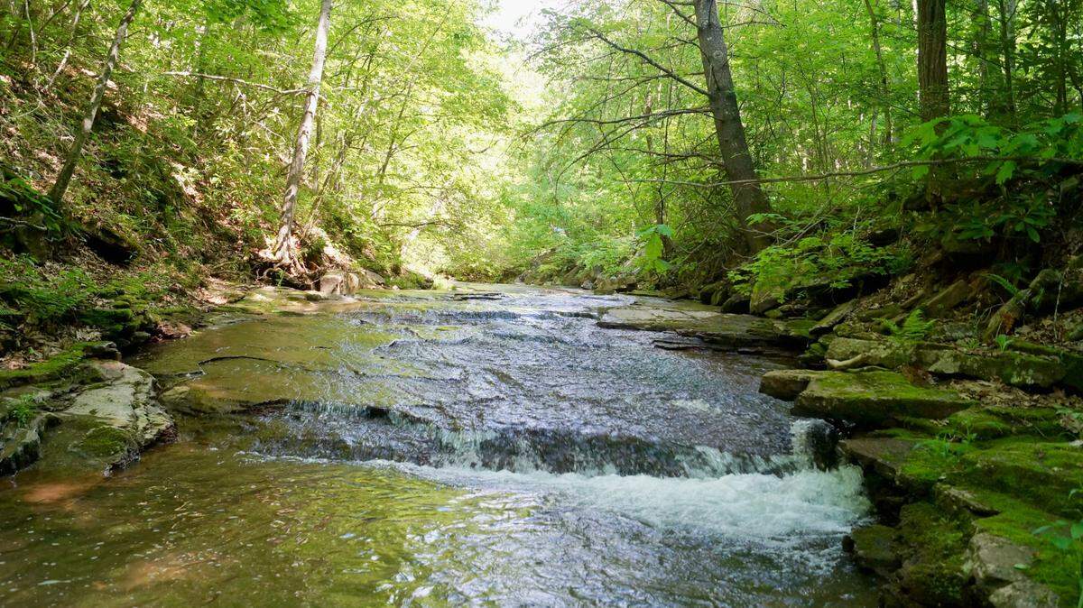 Two new species of small fish were discovered in creeks outside the Birmingham metropolitan area in Alabama, according to a new study.