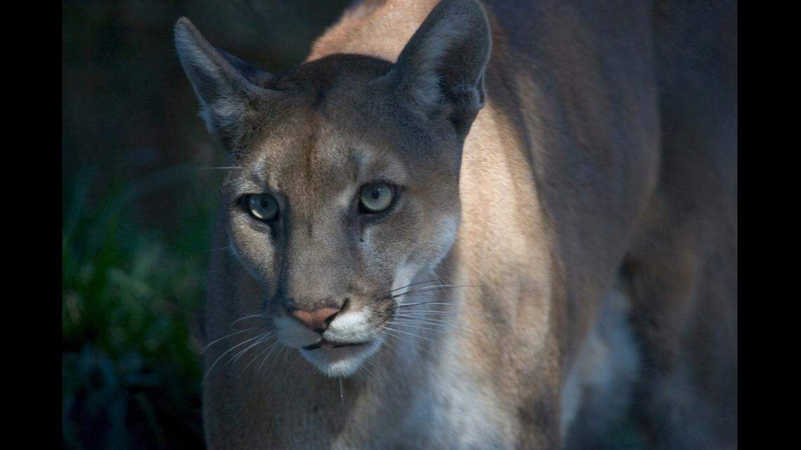 Florida’s state animal has experienced increasing deaths from vehicle strikes in the last two decades, officials said. Eight out of nine deaths documented this year have come from vehicles.