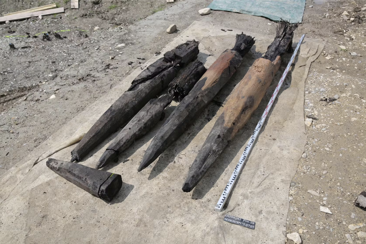 Oak post tips recovered from layers of sediment