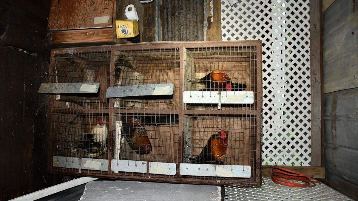 Sixty-three live birds were seized at a cockfighting operation in Mobile County, Alabama, a deputy said.