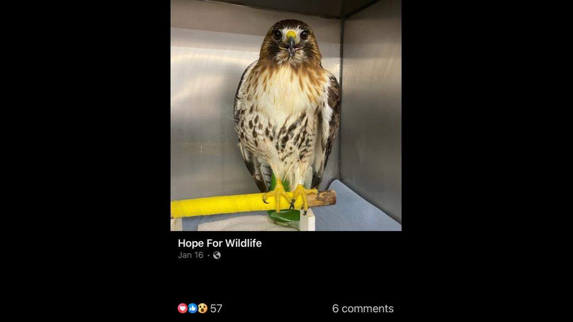A 21-year-old (at least) red-tailed hawk that was banded in Pennsylvania in 2004 showed up injured 1,000 miles away in Canada, rescuers said.