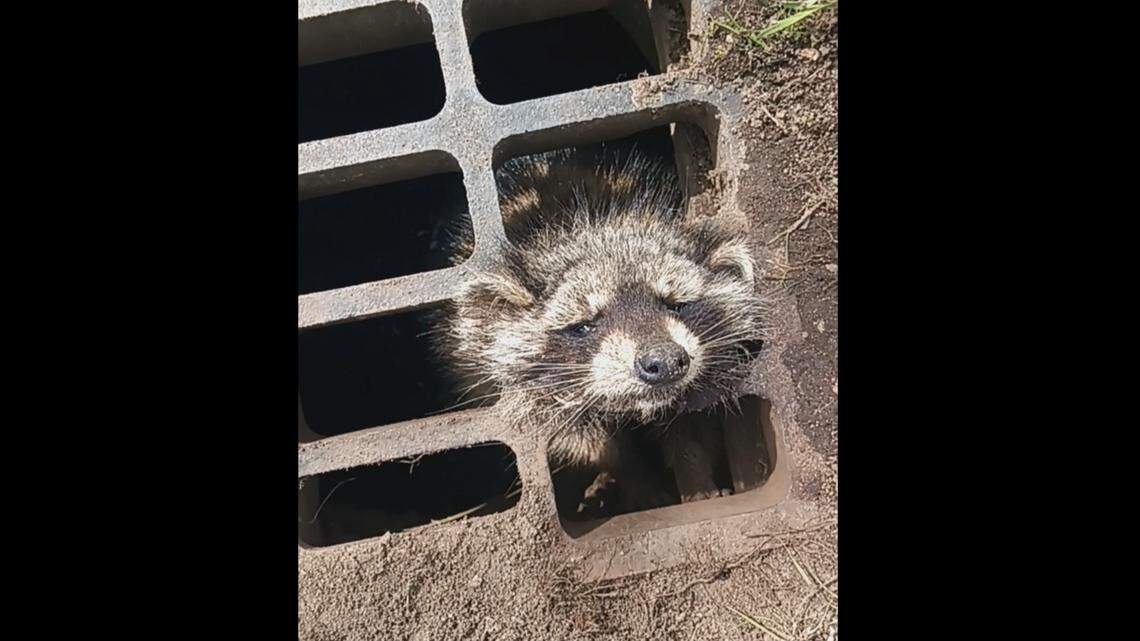 The man spotted the trapped animal and flagged down officers to help, police say.