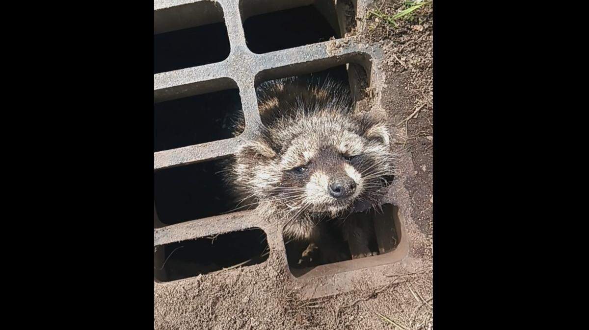 The man spotted the trapped animal and flagged down officers to help, police say.