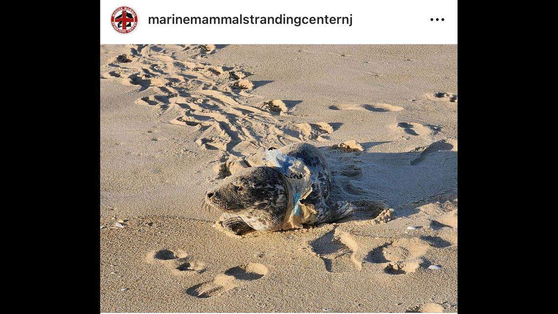 A female seal pup was rescued after being found with plastic around her neck in New Jersey.