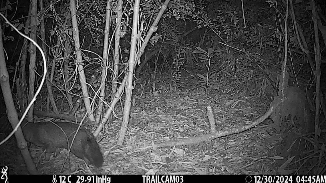 A Darwin’s fox — an extremely elusive and endangered species — was recently spotted on a trail camera in Chile, officials said.