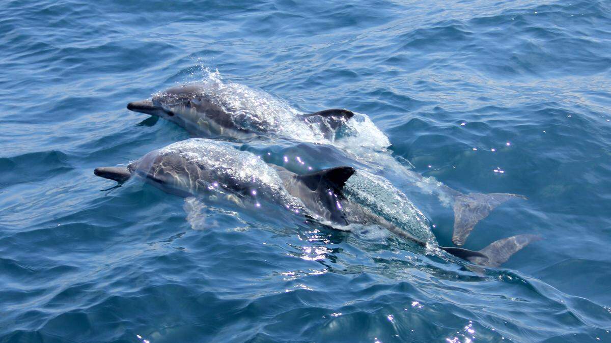 Five captive dolphins were rescued from an abandoned amusement park in the Bahamas, according to an animal welfare group.