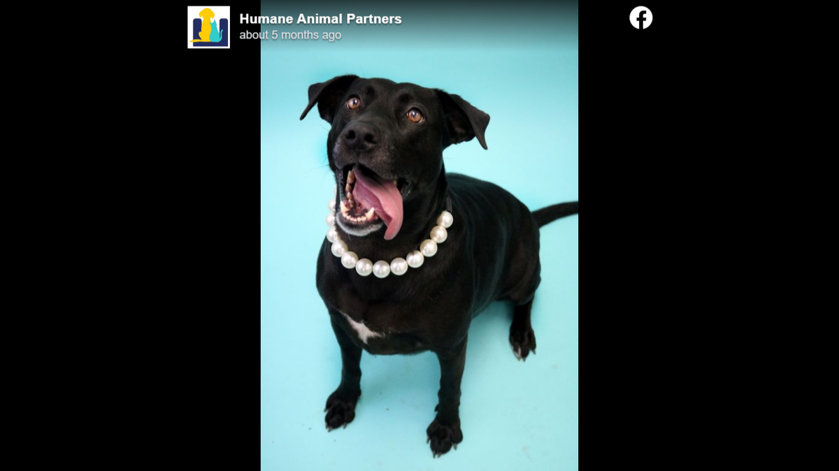 Tessy the dog has finally found a home after spending 1,007 days at an animal shelter in Rehoboth Beach, Delaware, the shelter announced.