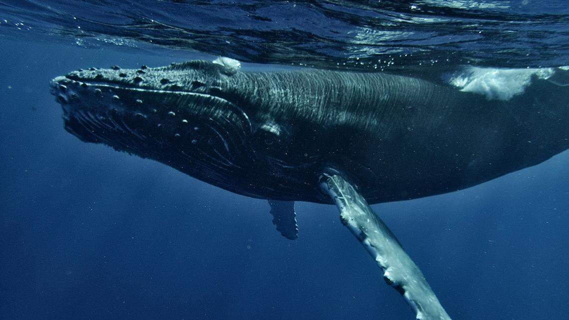 Whales sing more when they have a proximity to food, according to a new study by the Monterey Bay Aquarium Research Institute.