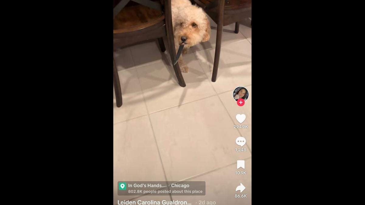 Pet owners are showing their “bad dog” in viral TikTok trend.