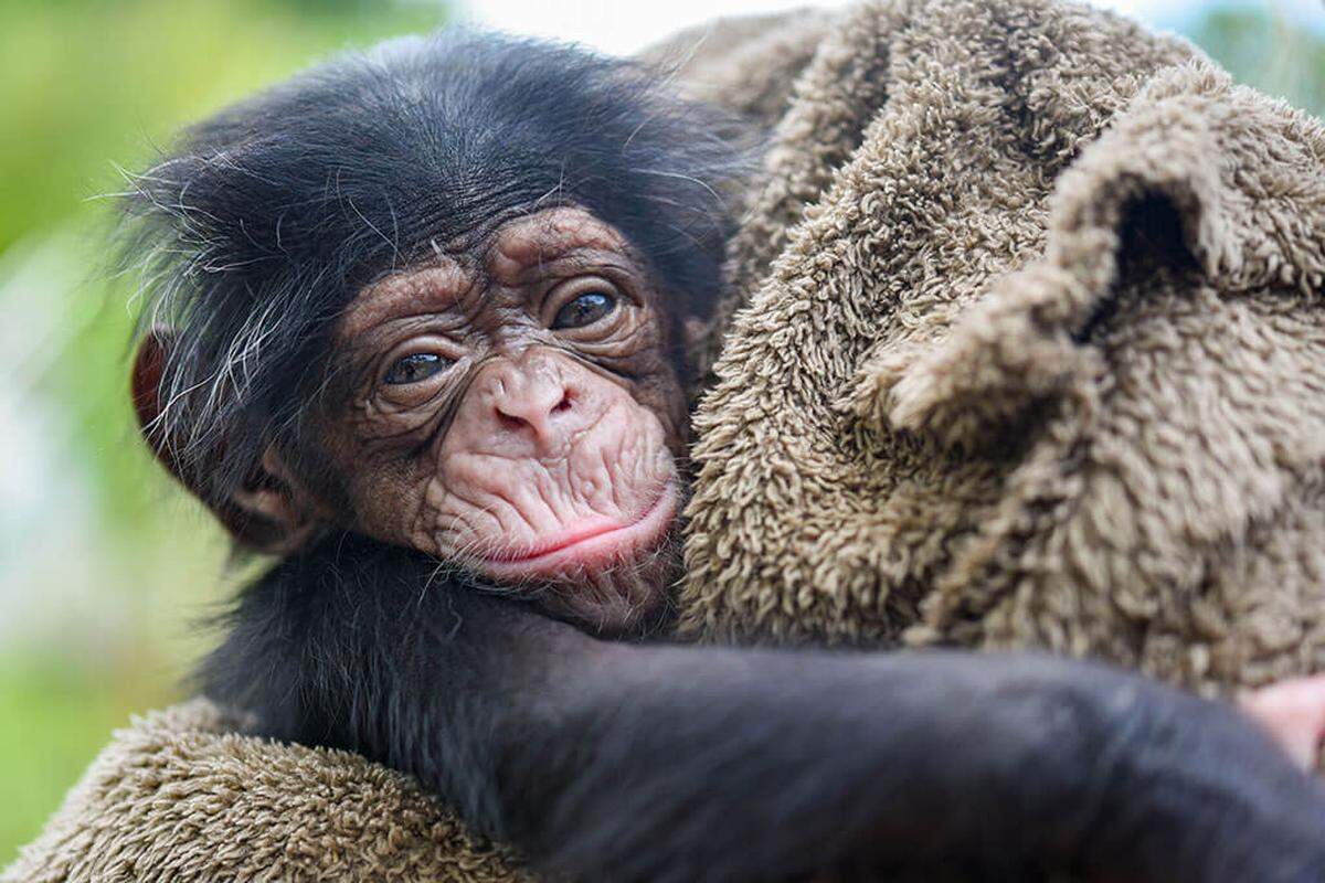 Hand-rearing has helped the baby chimp’s health improve, the zoo says.