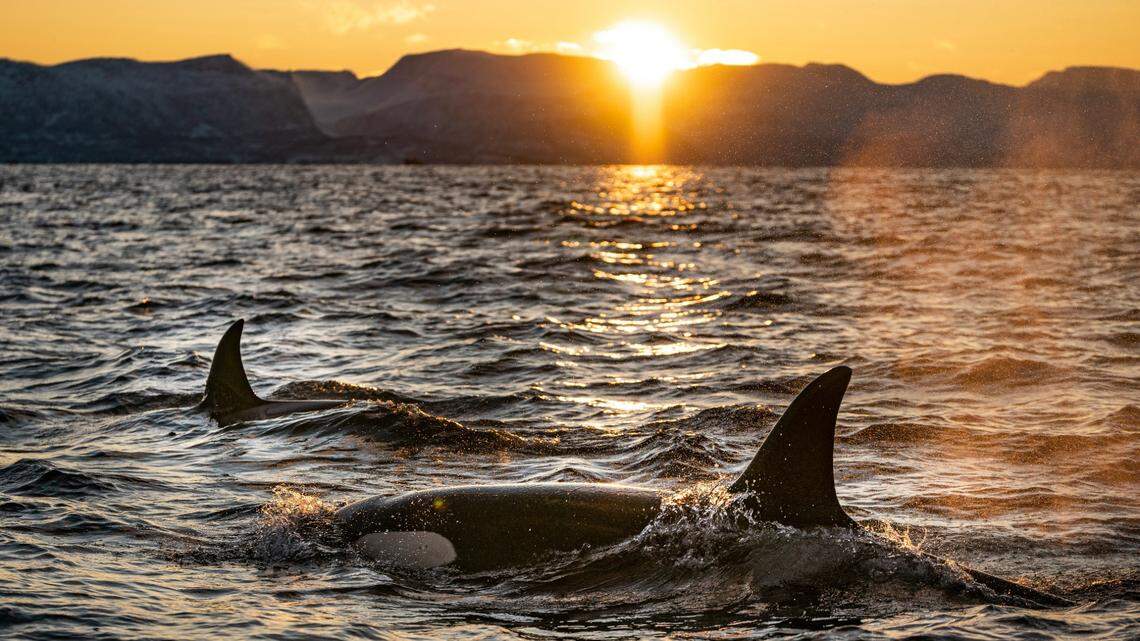 Two well-known orcas were spotted off Scotland twice in one week, according to boat tour companies. Sightings of the pair are considered “rare,” according to a local newspaper.