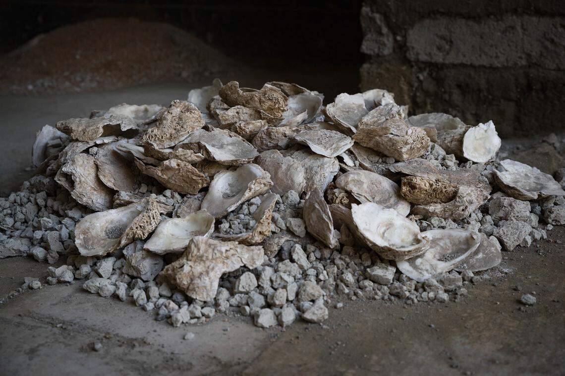 Oyster shells found at the site